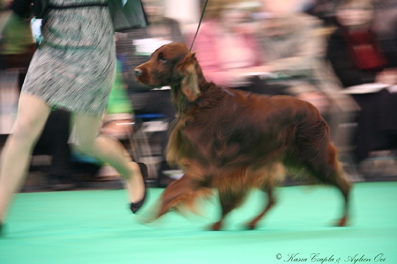 Crufts2011 589.jpg